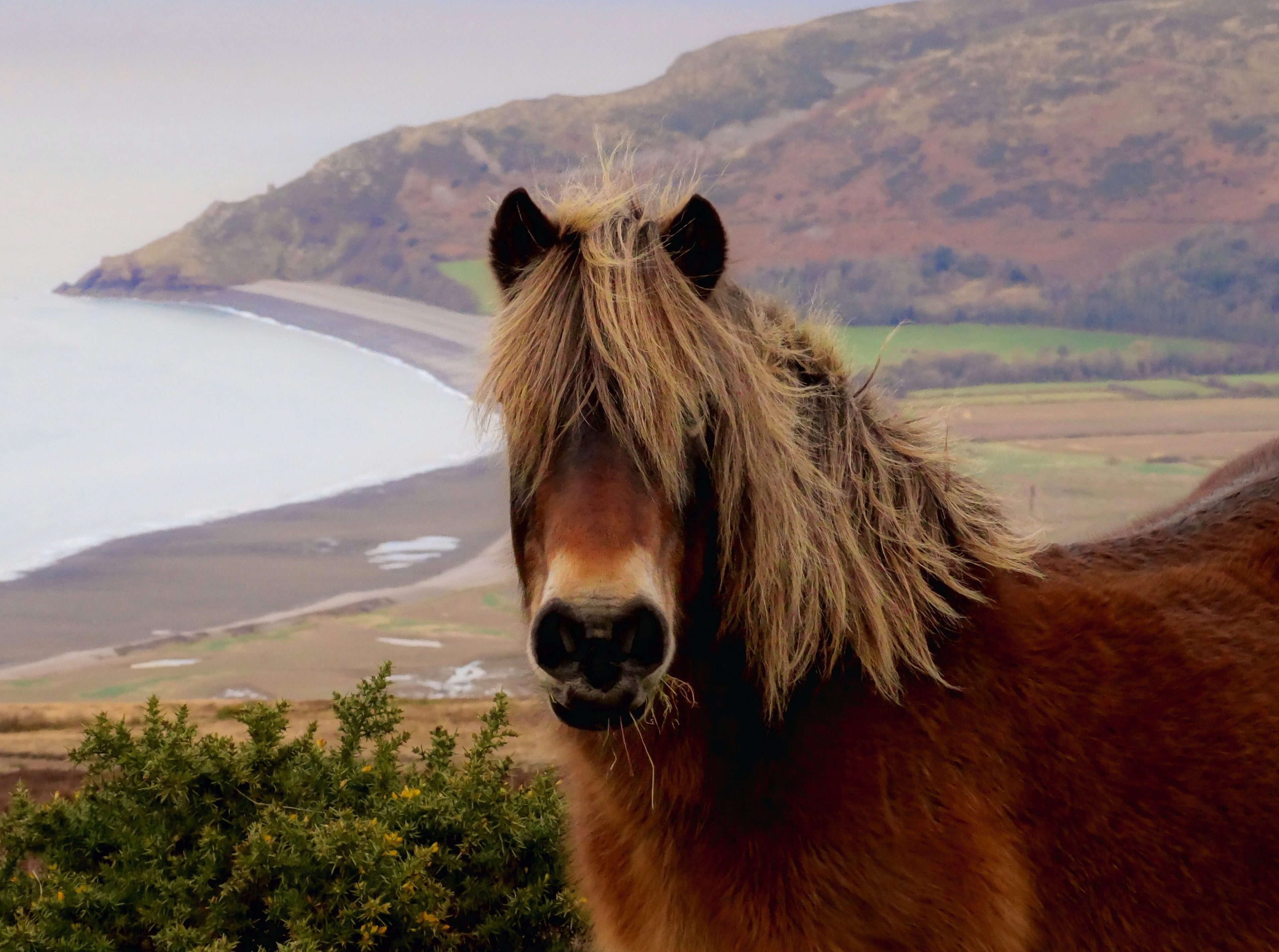 Endangered Horse Breeds